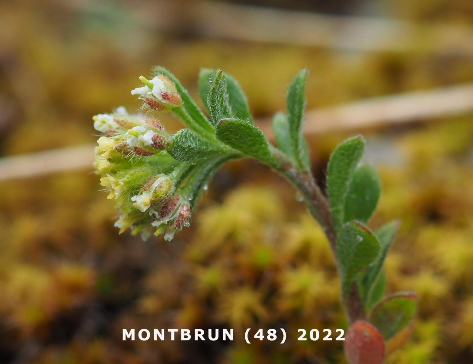 Alyssum, Small yellow